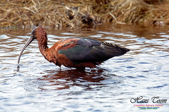 Glossy Ibis