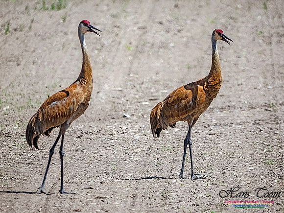 Sandhill Cranes 711