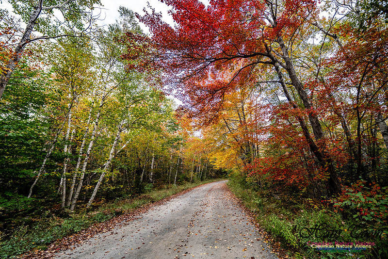 More Early Fall Photos in Nova Scotia 206