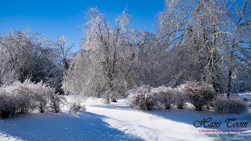 Ice Storm 2022 120