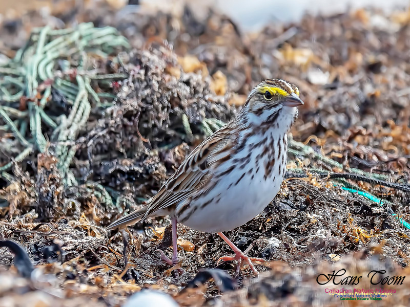 Savannah Sparrow 1