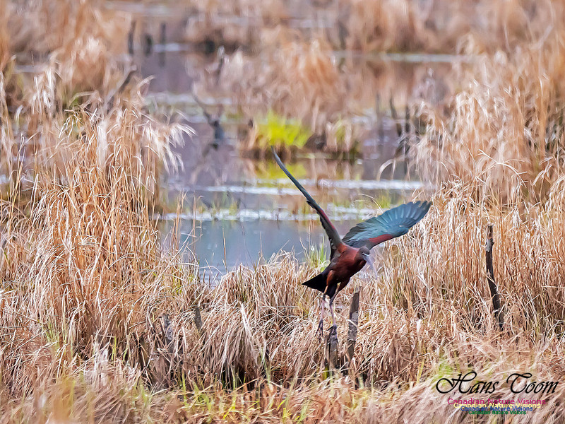 Glossy Ibis 1