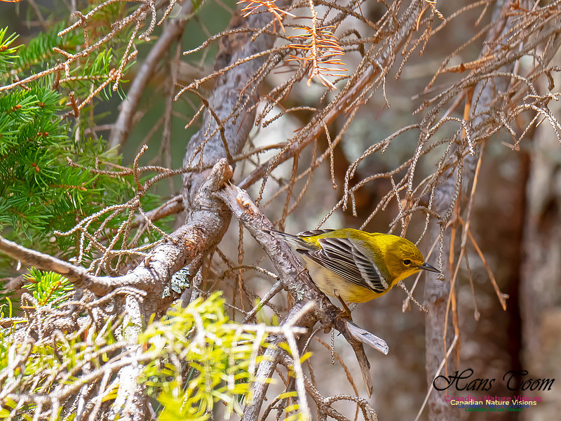 Pine Warbler 1