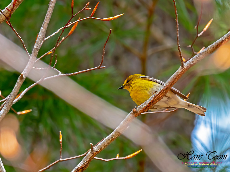 Pine Warbler 3