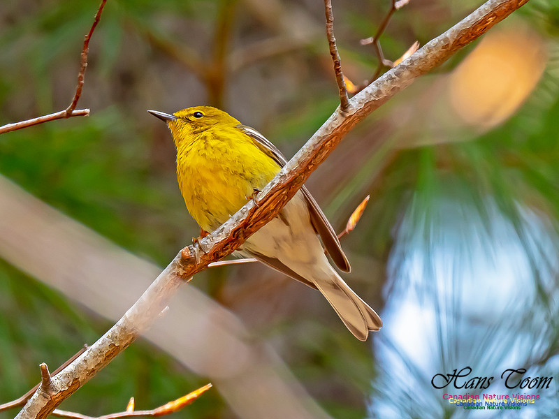 Pine Warbler 2