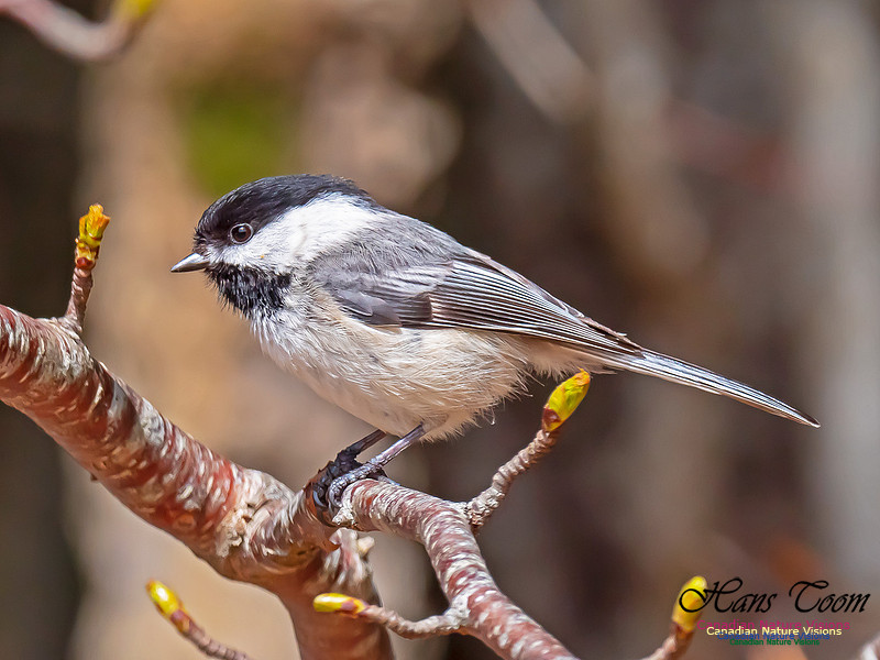Black-capped Chickadee 2