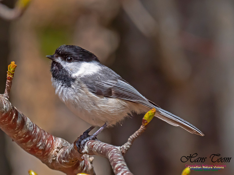 Black-capped Chickadee 1