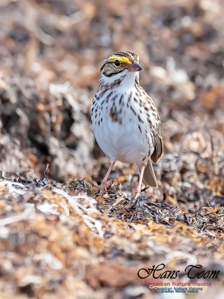 Savannah Sparrow 5