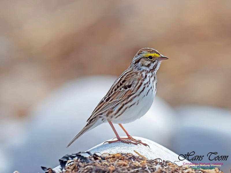 Savannah Sparrow 4