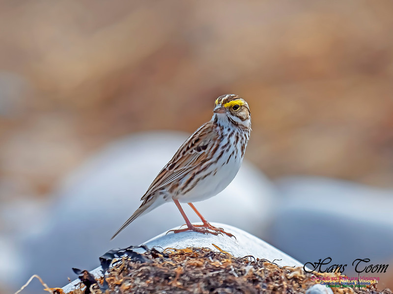 Savannah Sparrow 3
