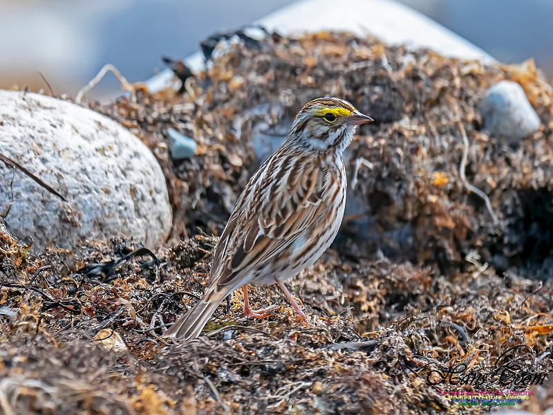 Savannah Sparrow 2