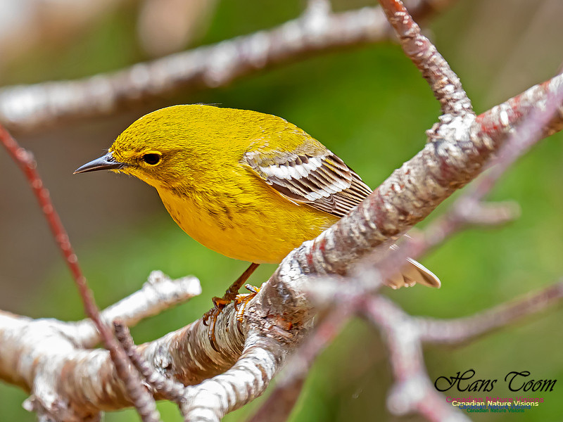 Pine Warbler 10