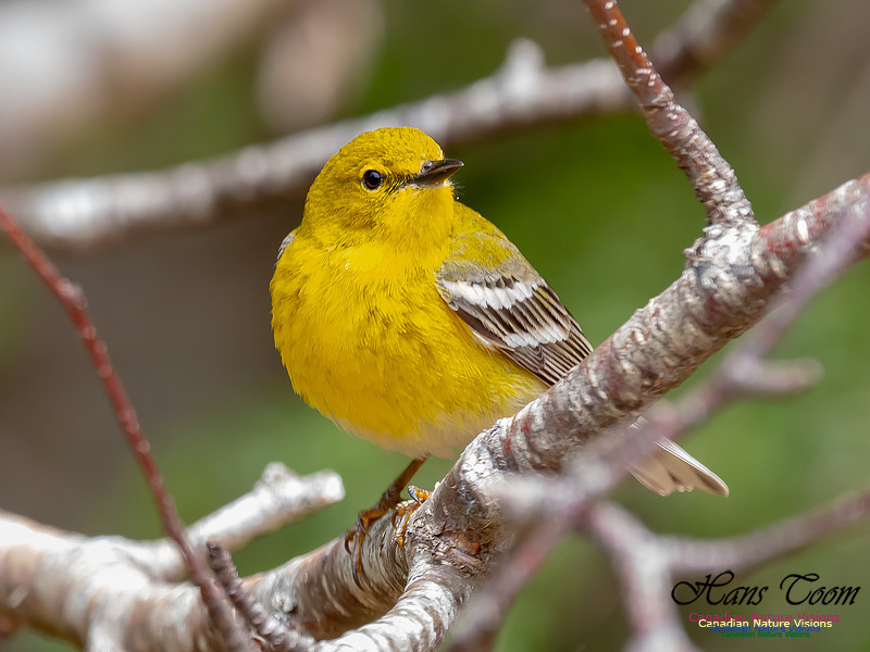 Pine Warbler 12