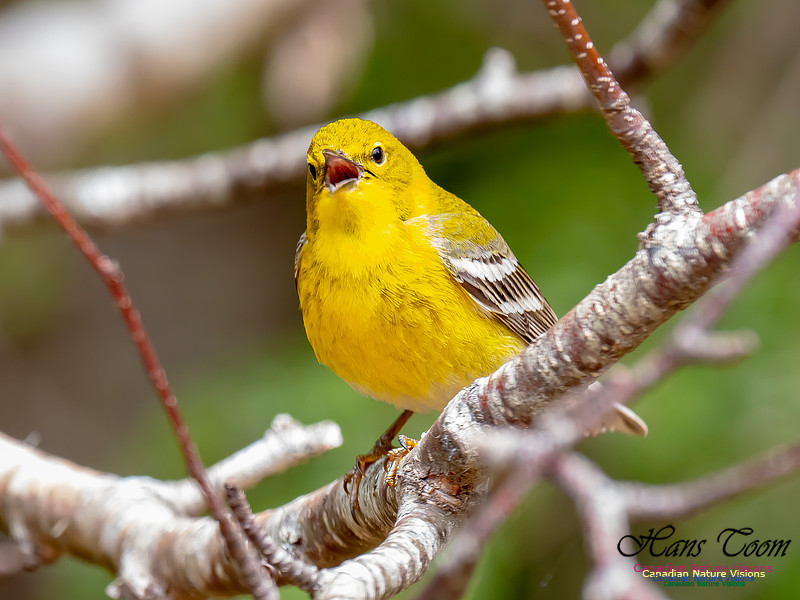 Pine Warbler 14