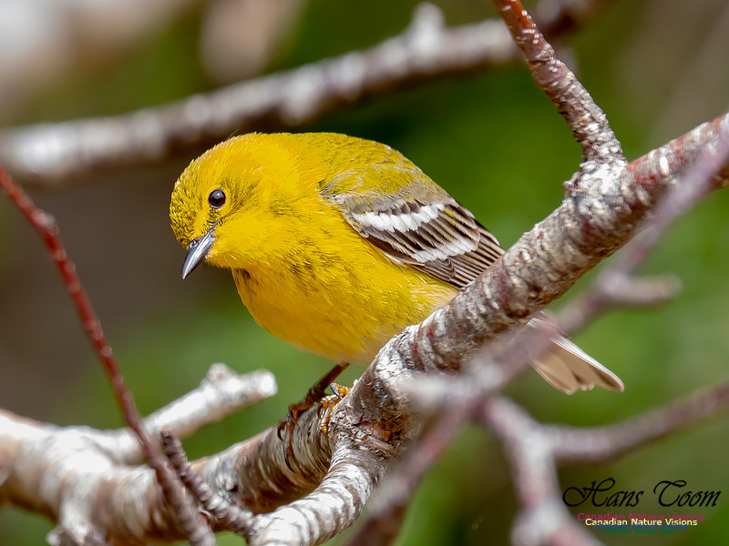 Pine Warbler 11