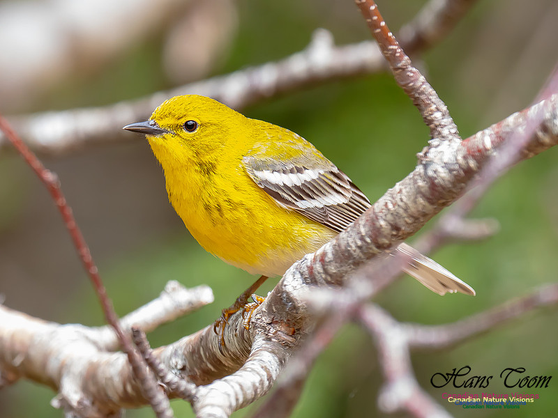 Pine Warbler 13