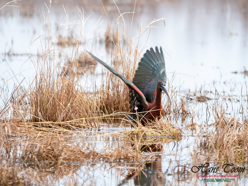 Glossy Ibis 15