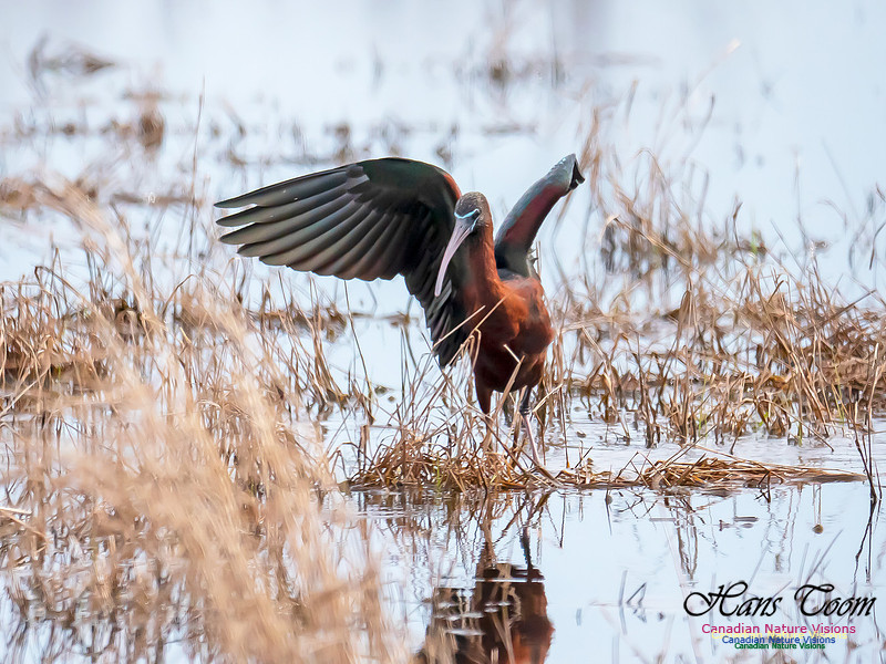 Glossy Ibis 14