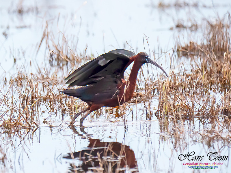 Glossy Ibis 13