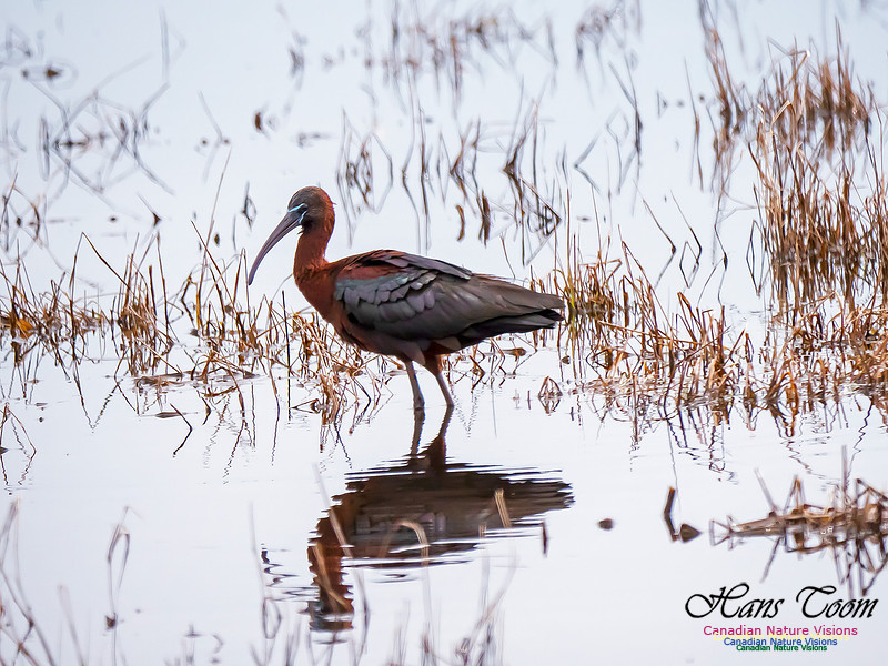 Glossy Ibis 12