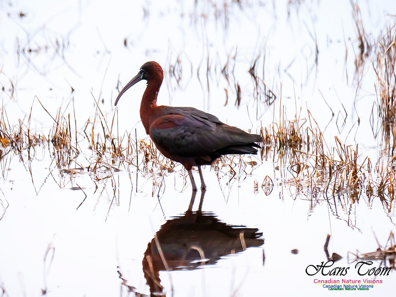 Glossy Ibis 11