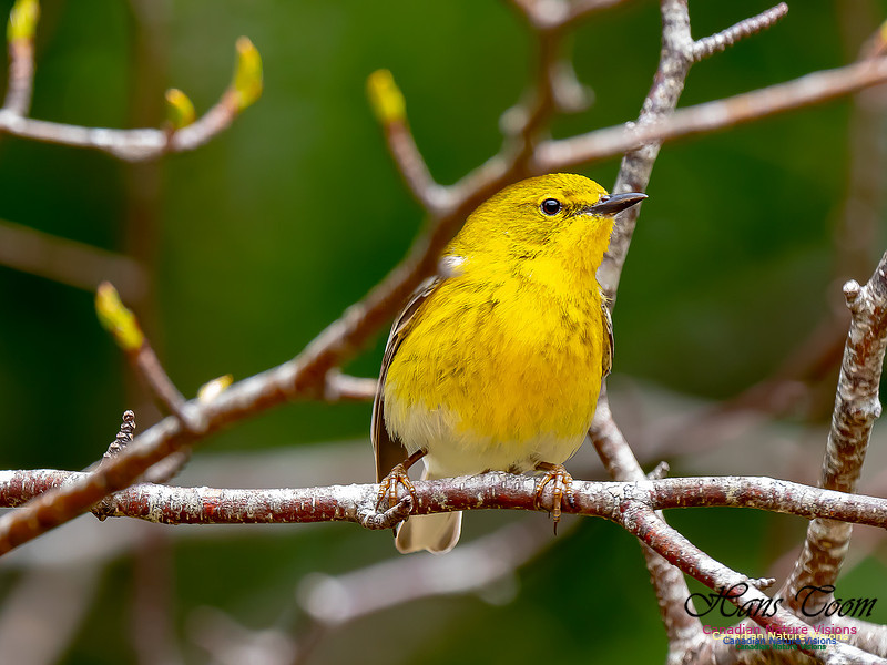 Pine Warbler 18