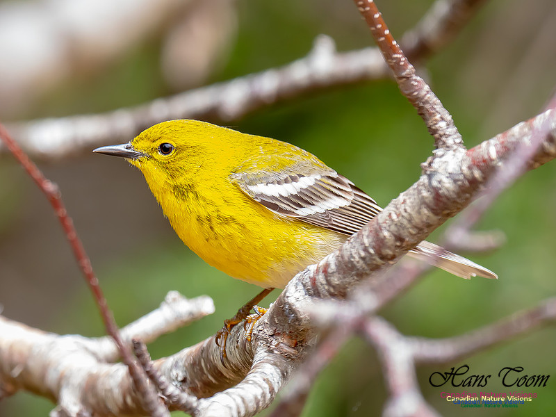 Pine Warbler 16