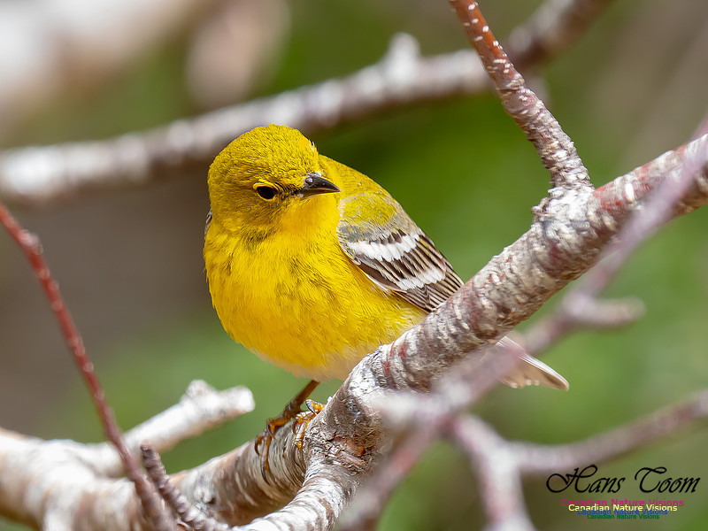 Pine Warbler 15