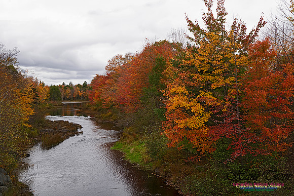 Musquidoboit River Valley 100