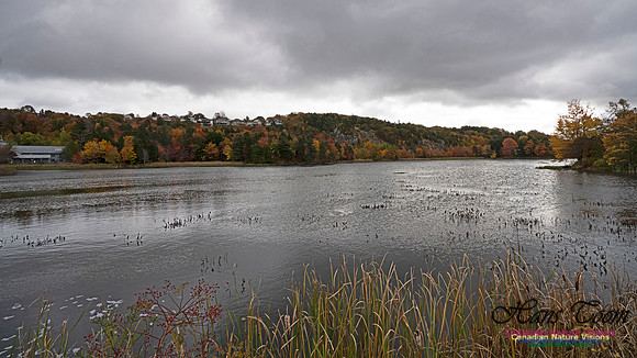 Musquidoboit River Valley 105
