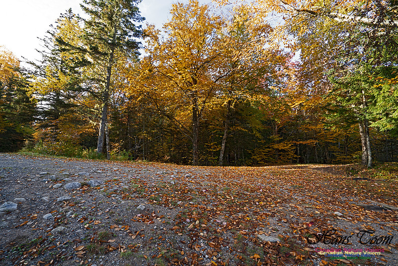 Musquidoboit River Valley 113