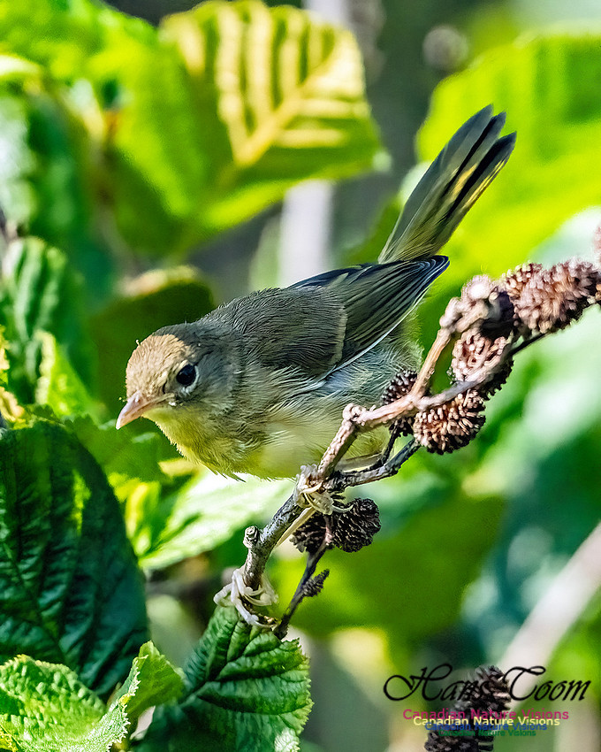 Mourning Warbler 105