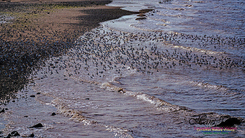 Peeps Evangeline Beach 2024 904