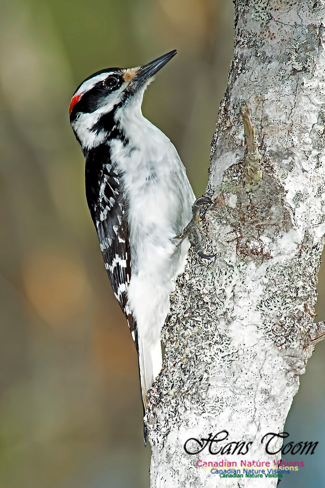 Hairy Woodpecker
