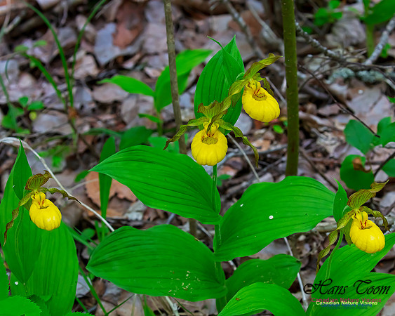 Yellow Ladies's Slipper Orchid 114