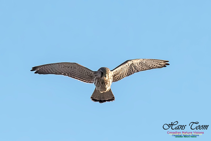 Eurasian Kestrel