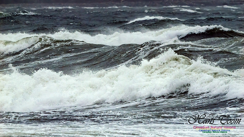 December Gale 110