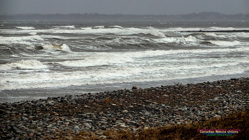 December Gale 122