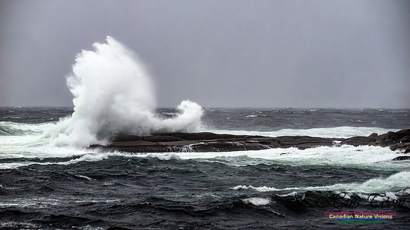 December Gale 137