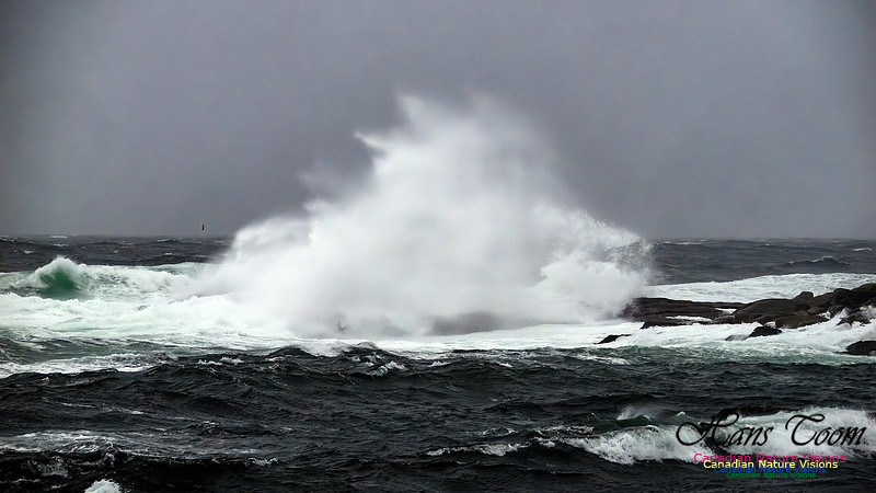 December Gale 136