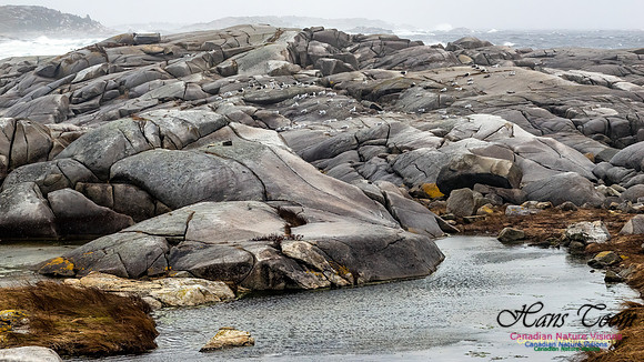 December Gale 157