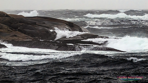 December Gale 163
