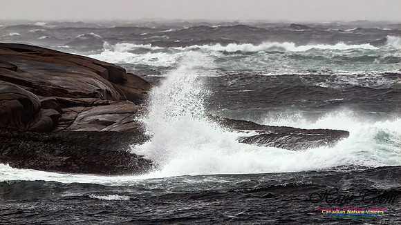 December Gale 164