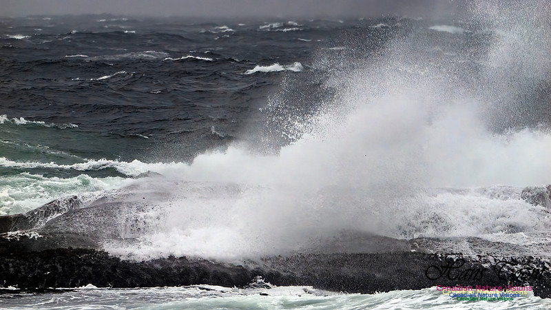 December Gale 165