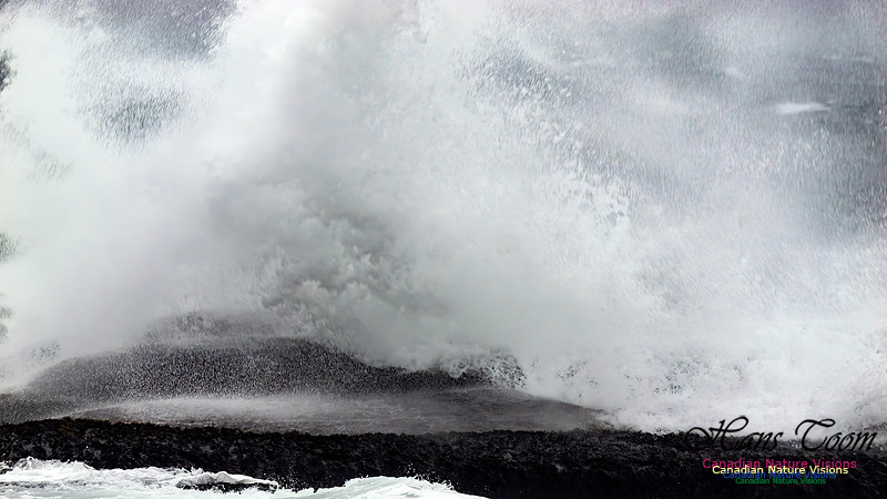 December Gale 166