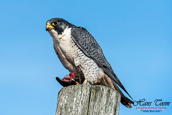 Peregrine Falcon