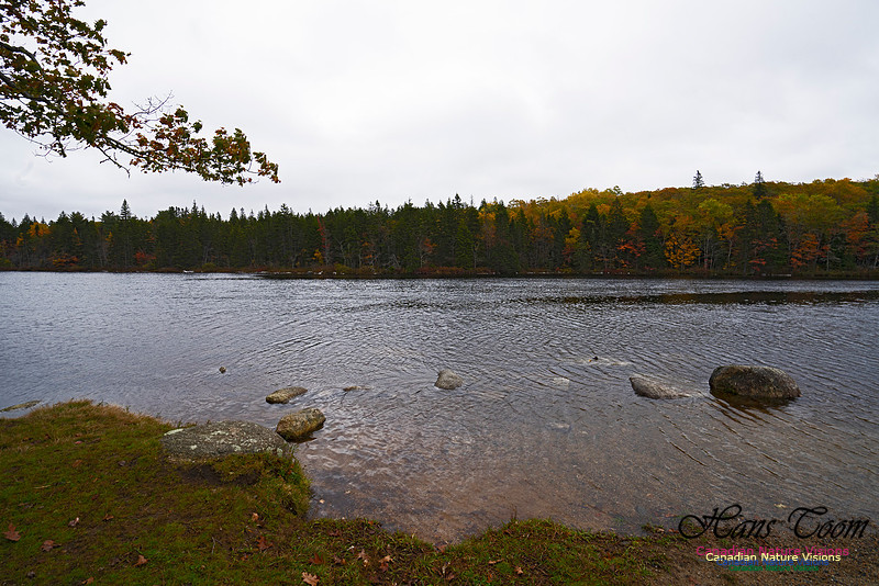 Local Fall Colours 110