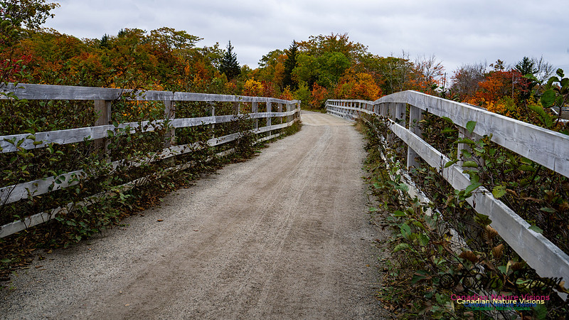 Local Fall Colours 112