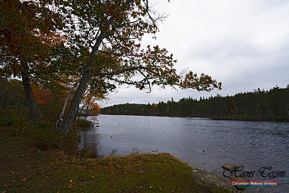 Local Fall Colours 111