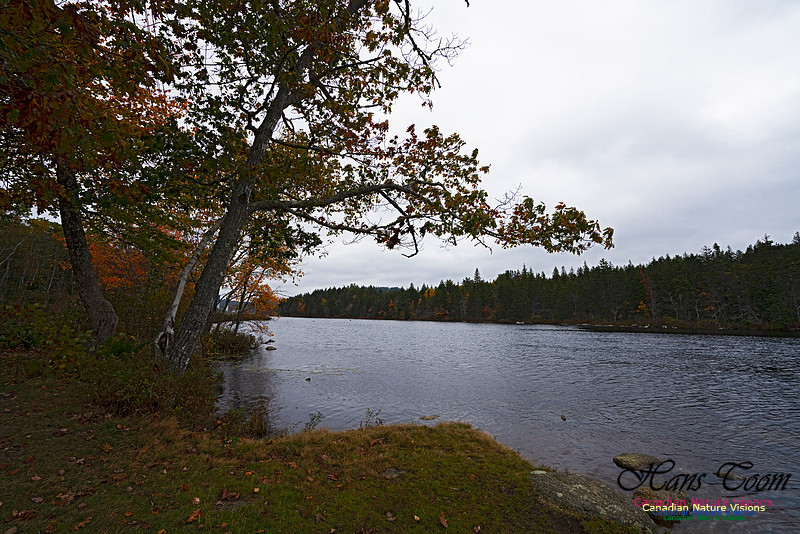 Local Fall Colours 111